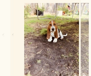 Basset Hound Puppy for sale in MIAMI, FL, USA