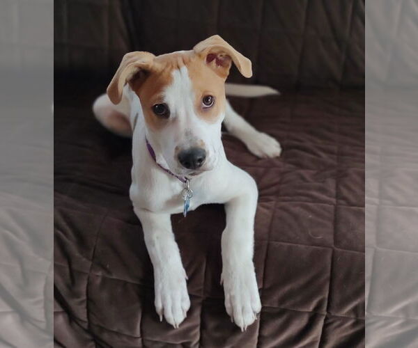Medium Photo #7 Retriever -Unknown Mix Puppy For Sale in Minneapolis, MN, USA