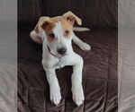 Small #6 Retriever  Mix