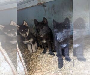 Wolf Hybrid Puppy for sale in DALTON, OH, USA