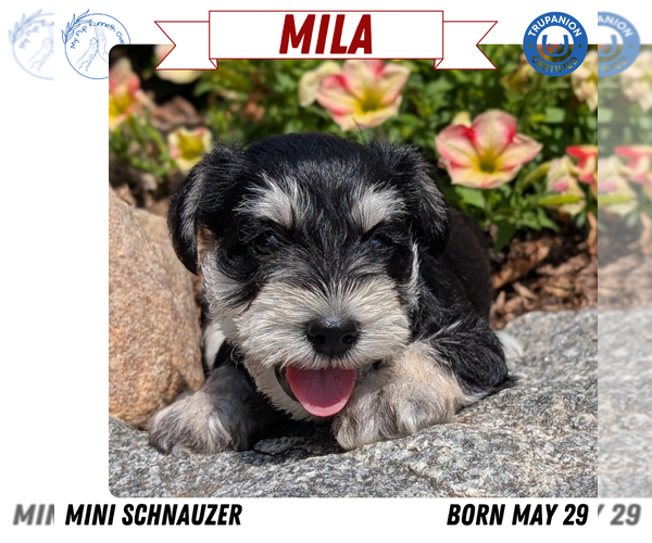 Medium Photo #50 Schnauzer (Miniature) Puppy For Sale in GOSHEN, IN, USA