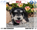 Small #12 Schnauzer (Miniature)