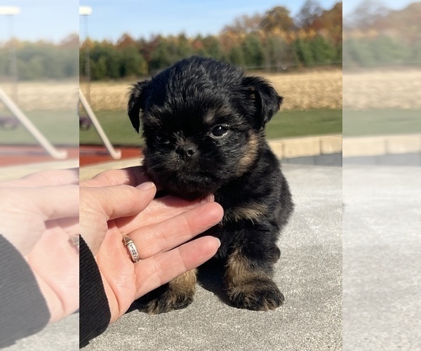 Medium Photo #5 Brussels Griffon Puppy For Sale in NILES, MI, USA
