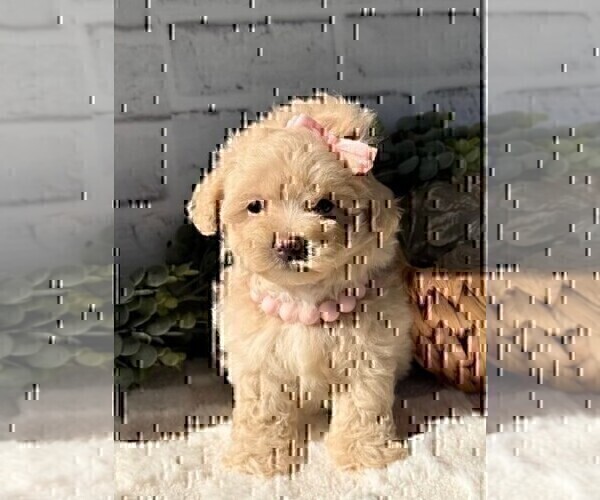Medium Photo #16 Maltipoo Puppy For Sale in JENSEN BEACH, FL, USA