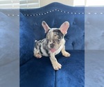 Small Photo #19 French Bulldog Puppy For Sale in JACKSONVILLE, FL, USA