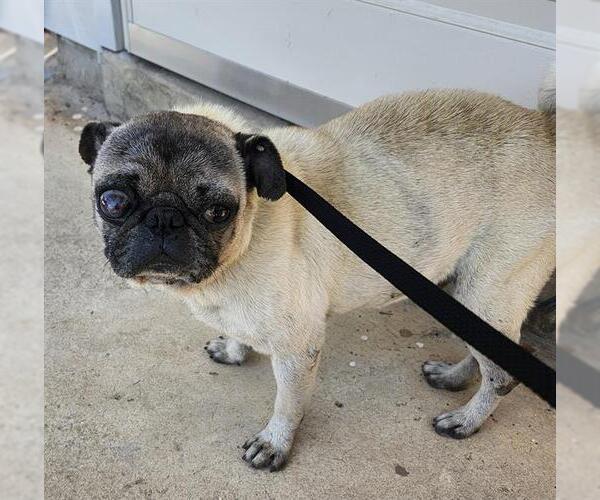 Medium Photo #1 Pug Puppy For Sale in San Antonio, TX, USA