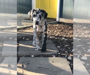 Great Dane Puppy for sale in CALHOUN, GA, USA