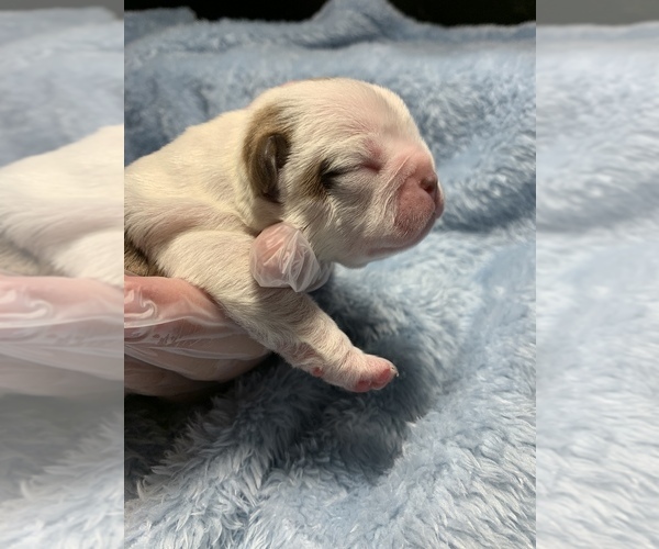 Medium Photo #1 Boston Terrier Puppy For Sale in TULARE, CA, USA