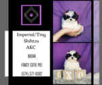 Small Photo #3 Shih Tzu Puppy For Sale in WARSAW, IN, USA