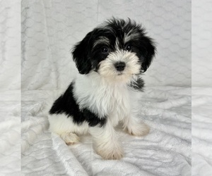 Maltipoo Puppy for sale in FRANKLIN, IN, USA