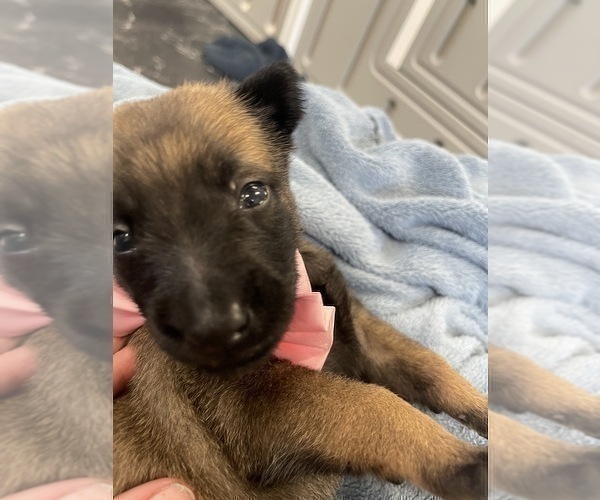Medium Photo #183 Belgian Malinois Puppy For Sale in REESEVILLE, WI, USA