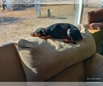 Small #1 Miniature Pinscher