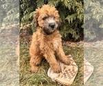 Small Photo #1 Whoodle (Miniature) Puppy For Sale in MIDDLEBURY, IN, USA