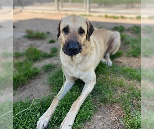Medium Photo #1 Anatolian Shepherd-Unknown Mix Puppy For Sale in Modesto, CA, USA