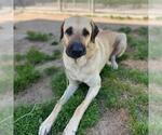 Small Anatolian Shepherd Mix