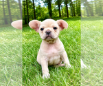 Small #3 French Bulldog