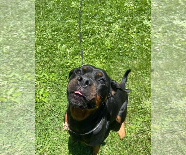 Medium Photo #2 Rottweiler-Unknown Mix Puppy For Sale in Front Royal, VA, USA