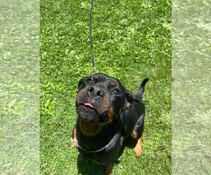 Kai - Female Rottweiler-Unknown Mix Dog for Adoption - Photo #2