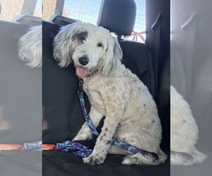 Poodle (Standard)-Unknown Mix Dogs for adoption in Valrico, FL, USA