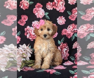 Cock-A-Poo Puppy for sale in QUARRYVILLE, PA, USA