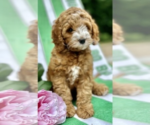Cockapoo Puppy for sale in ROCHESTER, MN, USA