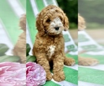 Small Photo #1 Cockapoo Puppy For Sale in ROCHESTER, MN, USA