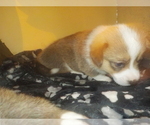 Small Photo #16 Pembroke Welsh Corgi Puppy For Sale in CIMARRON, NM, USA