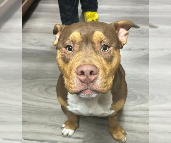 Medium Photo #2 American Staffordshire Terrier Puppy For Sale in Foristell, MO, USA