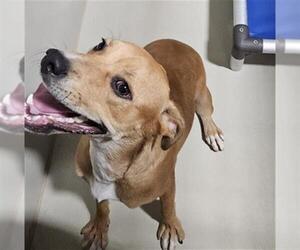 Beagle-Unknown Mix Dogs for adoption in Bakersfield, CA, USA