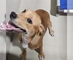 Small Beagle Mix