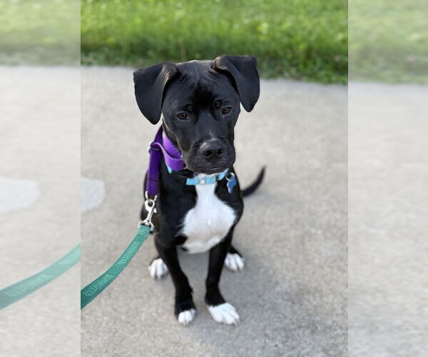 Medium Photo #3 Mutt Puppy For Sale in Springdale, PA, USA