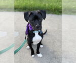 Small #2 Mutt