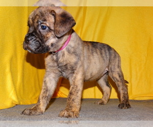 Bullmastiff Puppy for sale in VERONA, MO, USA