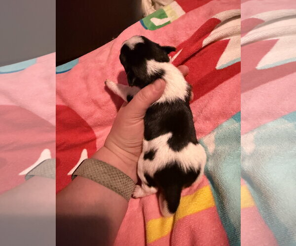 Medium Photo #5 Rat Terrier Puppy For Sale in Holly Springs, NC, USA