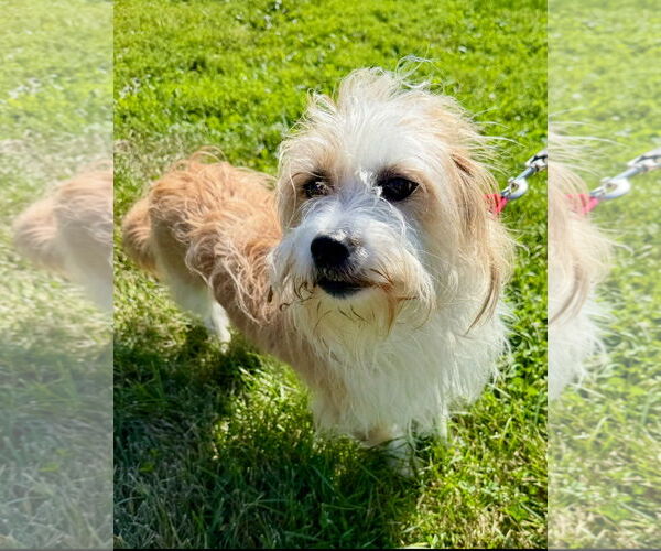 Medium Photo #1 Mutt Puppy For Sale in Landenberg, PA, USA