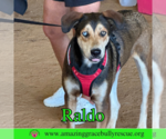 Small #1 Australian Shepherd Mix