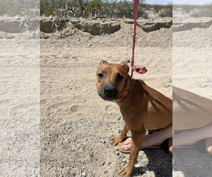 Harlie - Female Labrador Retriever-Unknown Mix Dog for Adoption - Photo #3