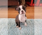 Puppy 1 Boston Terrier