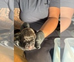 Small Photo #15 Cane Corso Puppy For Sale in CASTRO VALLEY, CA, USA