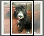 Small Photo #25 Sheepadoodle Puppy For Sale in RIALTO, CA, USA