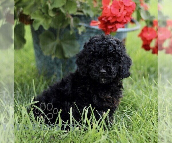 Medium Photo #1 Poodle (Miniature) Puppy For Sale in GORDONVILLE, PA, USA
