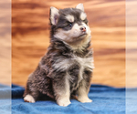 Small Photo #2 Pomsky Puppy For Sale in TAMPICO, IL, USA
