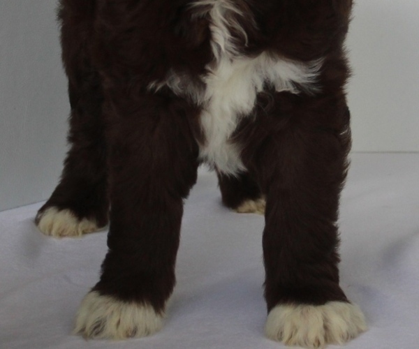 Medium Photo #3 Bordoodle Puppy For Sale in JACKSONVILLE, FL, USA
