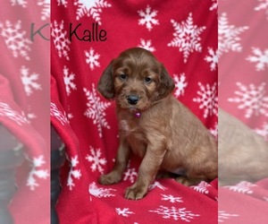 Irish Setter Puppy for sale in SHEDD, OR, USA