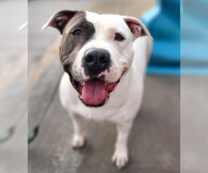 Mutt Dogs for adoption in Princeton, MN, USA