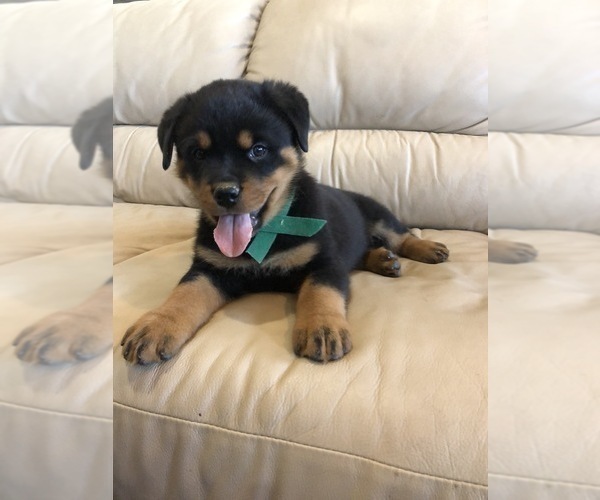 Medium Photo #14 Rottweiler Puppy For Sale in BRIGHTON, CO, USA