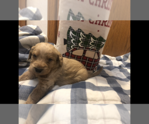 Labradoodle Puppy for sale in BROKEN ARROW, OK, USA