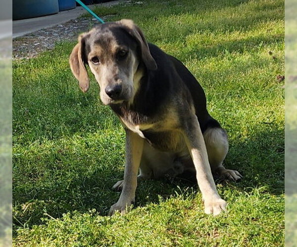 Medium Photo #4 Mutt Puppy For Sale in Wetumpka, AL, USA