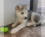 Small Photo #4 Siberian Husky Puppy For Sale in BLOOMFIELD, KY, USA