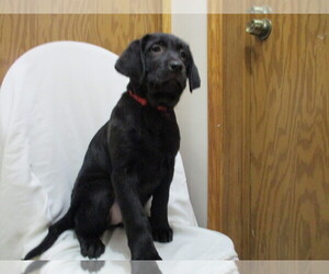 Labrador Retriever Puppy for sale in SHILOH, OH, USA